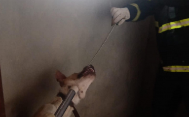 Jaguaruna: Bombeiros voluntários resgatam cachorro preso em imóvel abandonado