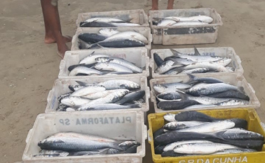 Jaguaruna: 180 quilos de tainha são capturados 