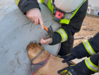 Bombeiros voluntários resgatam cadela presa em concreto