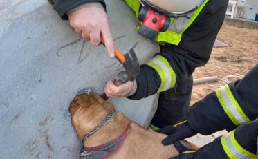 Bombeiros voluntários resgatam cadela presa em concreto