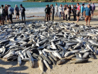Pescadores capturam mais de 12 mil tainhas na Praia de Cima (VÍDEO)