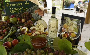 Vindima Goethe 2025: Colheita simbólica dá início à celebração de produto único do Sul de SC