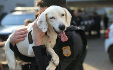 Polícia Civil lança curso de capacitação sobre maus-tratos contra animais