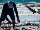 Pesca da tainha abre temporada em maio com expectativa alta e críticas à burocracia