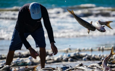 Pesca da tainha abre temporada em maio com expectativa alta e críticas à burocracia