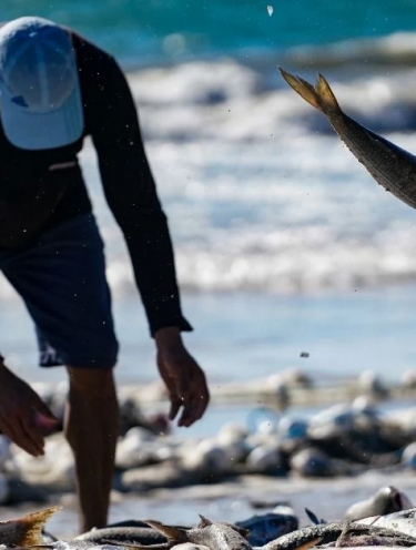 Pesca da tainha abre temporada em maio com expectativa alta e críticas à burocracia