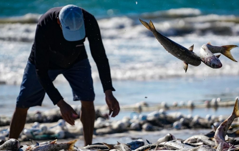 Pesca da tainha abre temporada em maio com expectativa alta e críticas à burocracia