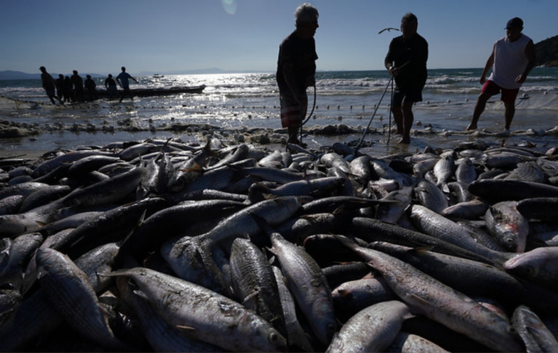 Tainha aparece, mas mar impede pescadores de aproveitar safra