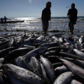 Tainha aparece, mas mar impede pescadores de aproveitar safra