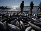Tainha aparece, mas mar impede pescadores de aproveitar safra