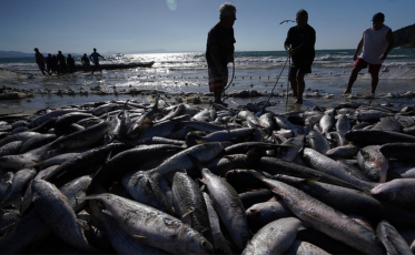 Tainha aparece, mas mar impede pescadores de aproveitar safra