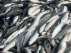 Safra da tainha supera 200 toneladas e anima pescadores em SC