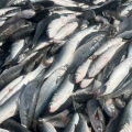 Safra da tainha supera 200 toneladas e anima pescadores em SC