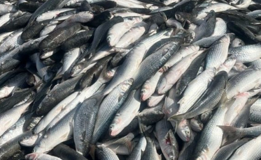 Safra da tainha supera 200 toneladas e anima pescadores em SC