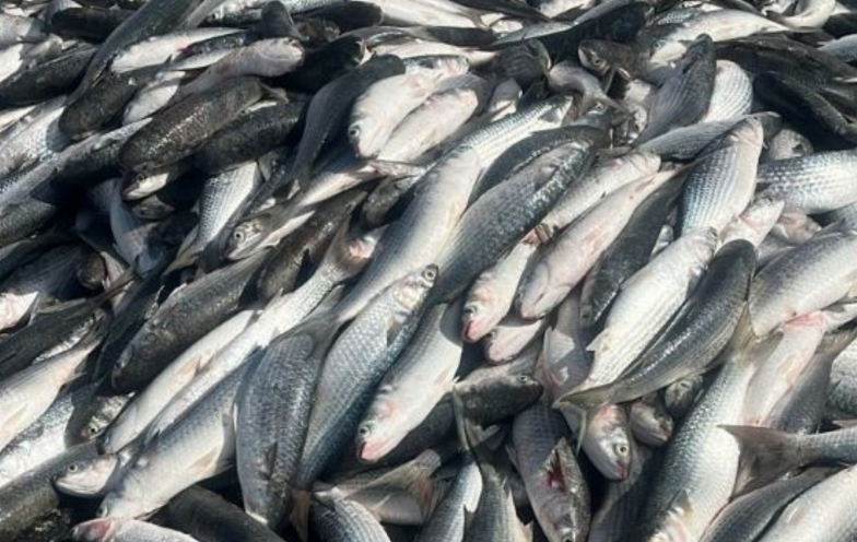 Safra da tainha supera 200 toneladas e anima pescadores em SC