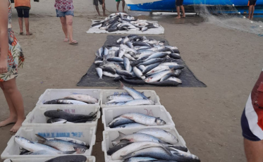 Pescadores encerram pesca da tainha antes do fim da safra