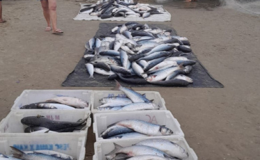 Pescadores do Rincão capturam cerca de 500 quilos de tainha por dia na temporada