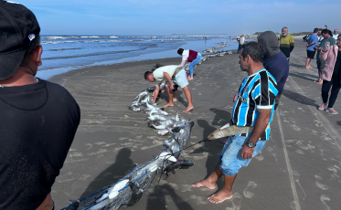 Safra de tainha rende 25 toneladas em um dia no Sul de Santa Catarina