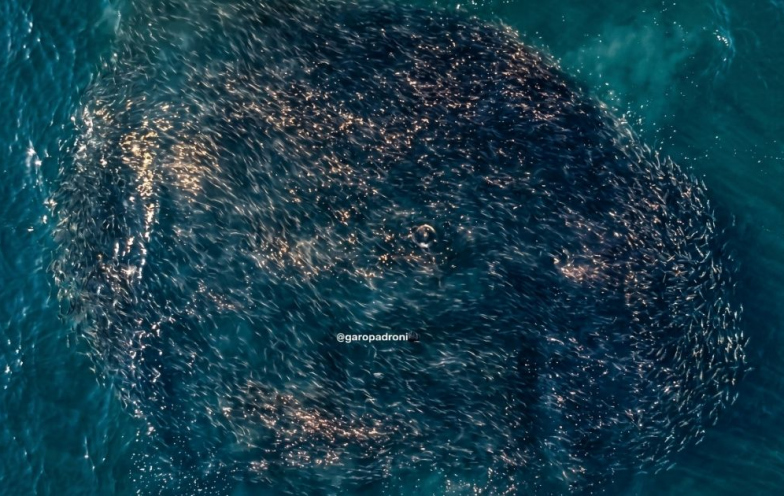 Safra da tainha: temporada começa em SC com imagens impressionantes nos primeiros dias