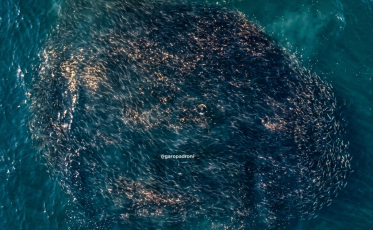 Safra da tainha: temporada começa em SC com imagens impressionantes nos primeiros dias