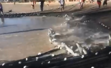 Fim de semana foi bom para a pesca da tainha