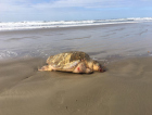 Tartaruga marinha é encontrada morta no Balneário Rincão