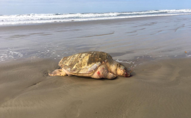 Tartaruga marinha é encontrada morta no Balneário Rincão