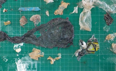 Araranguá: tartaruga-verde morre após ingestão de plásticos 