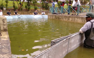 A saga da tartaruga da Praça continua