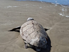 Tartaruga marinha é encontrada na beira da praia no Balneário Rincão