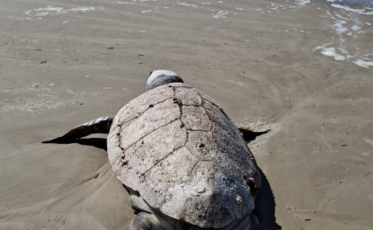 Tartaruga marinha é encontrada na beira da praia no Balneário Rincão