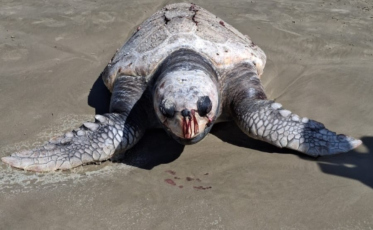 Tartaruga marinha é encontrada na beira da praia no Balneário Rincão