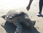 Tartarugas amanhecem mortas no Rincão