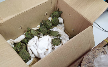 PRF resgata 30 filhotes de tartaruga em veículo na BR-101 (VÍDEO)