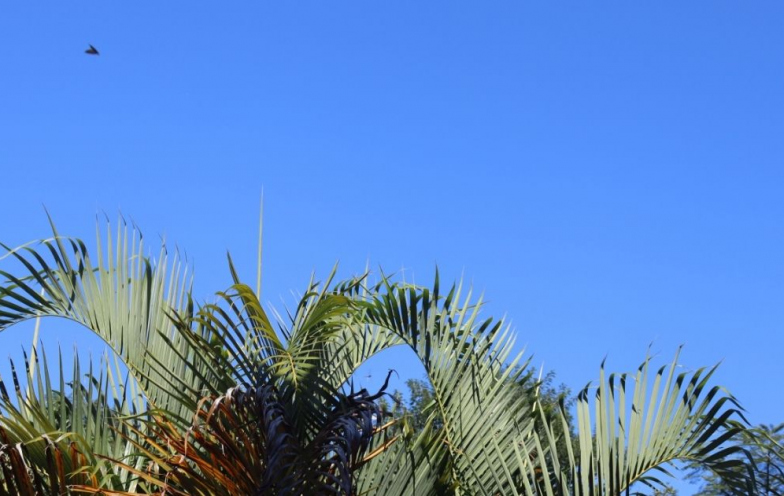 Sol e tempo bom em Criciúma e região para o segundo dia de STU