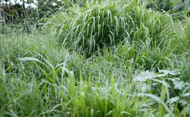 Identificação de terrenos baldios pode virar lei em Criciúma