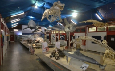 Museu de zoologia da Unesc deve ter unidade no Parque das Nações