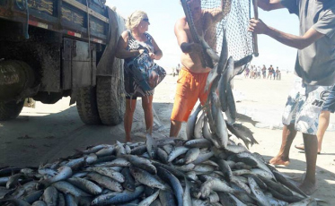 Alta quantidade de pesca faz preço da tainha cair pela metade no Rincão