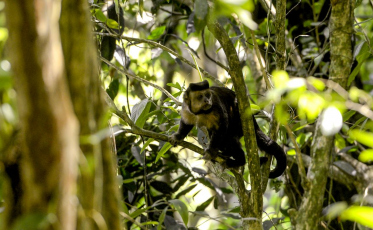 Primeiro edital do Programa Mata Atlântica tem inscrições até dia 27