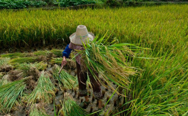 Brasil teve mais de 1 mil pessoas resgatadas do trabalho escravo em 2019