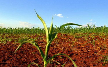 Agronegócio do Sul ocupa um terço da economia da região