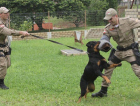 Cães da PM começam os treinamentos aos seis meses