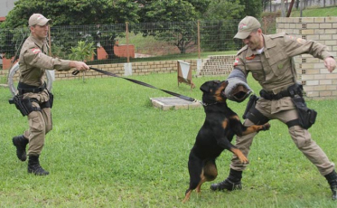 Cães da PM começam os treinamentos aos seis meses