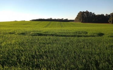 Santa Catarina projeta aumento de 18% na safra de trigo