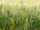 Estado amplia em 15% a área plantada de trigo