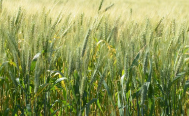 Estado amplia em 15% a área plantada de trigo