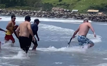 Laguna: tubarão-martelo surpreende banhistas na Praia do Mar Grosso