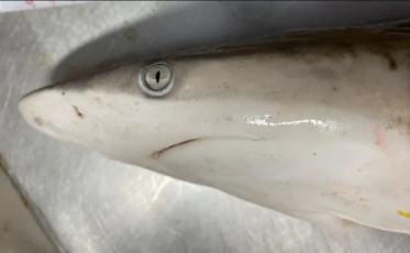 Cocada boa? Tubarões são encontrados no RJ com altas doses de cocaína