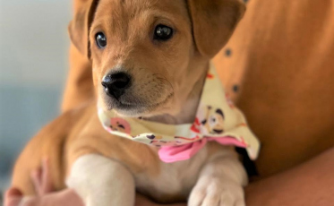 Maxipas realiza feira de adoção de animais