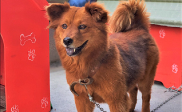 Criciúma Shopping sedia 5ª feira de adoção do ano